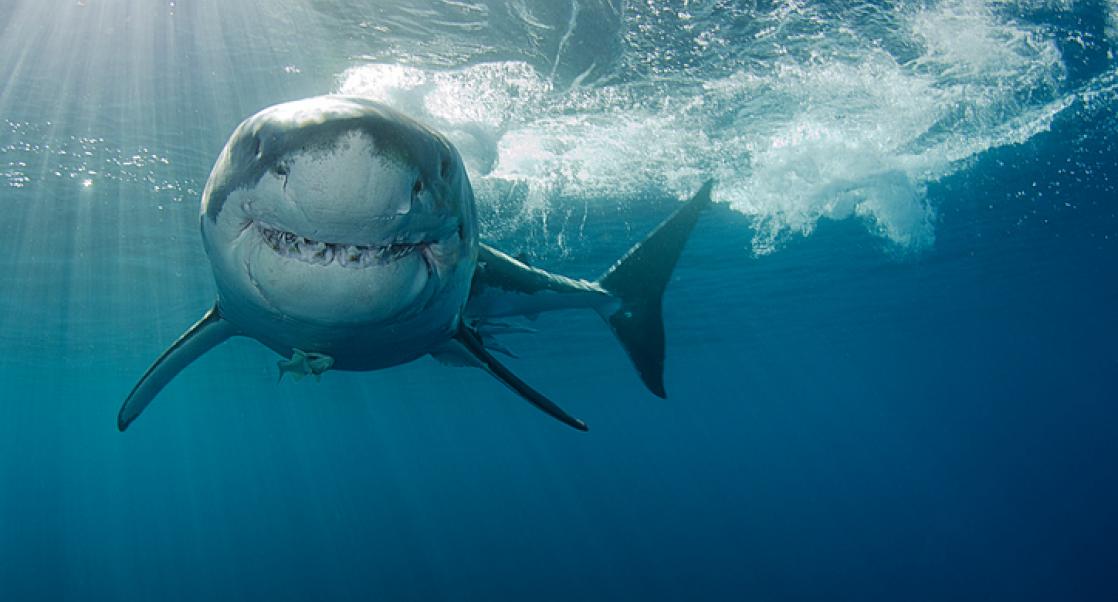 Shark Week, Promising Alzheimer’s Updates (Abstract Science: July 23 - 27)