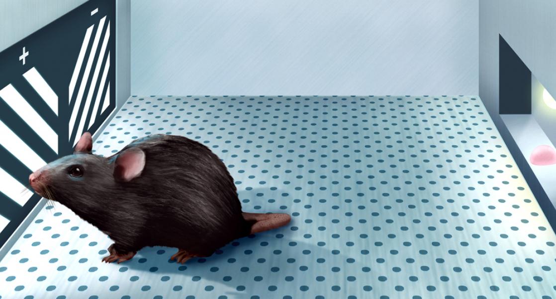 Translating Cognitive Decline in Mice