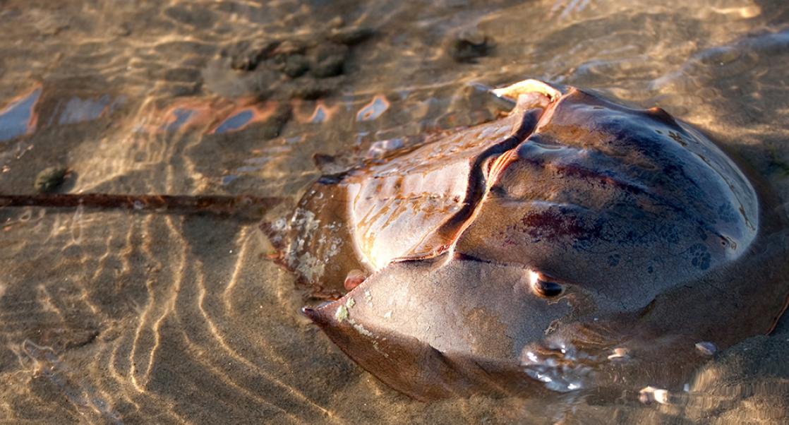 Preserving the Role of an Ancient Mariner