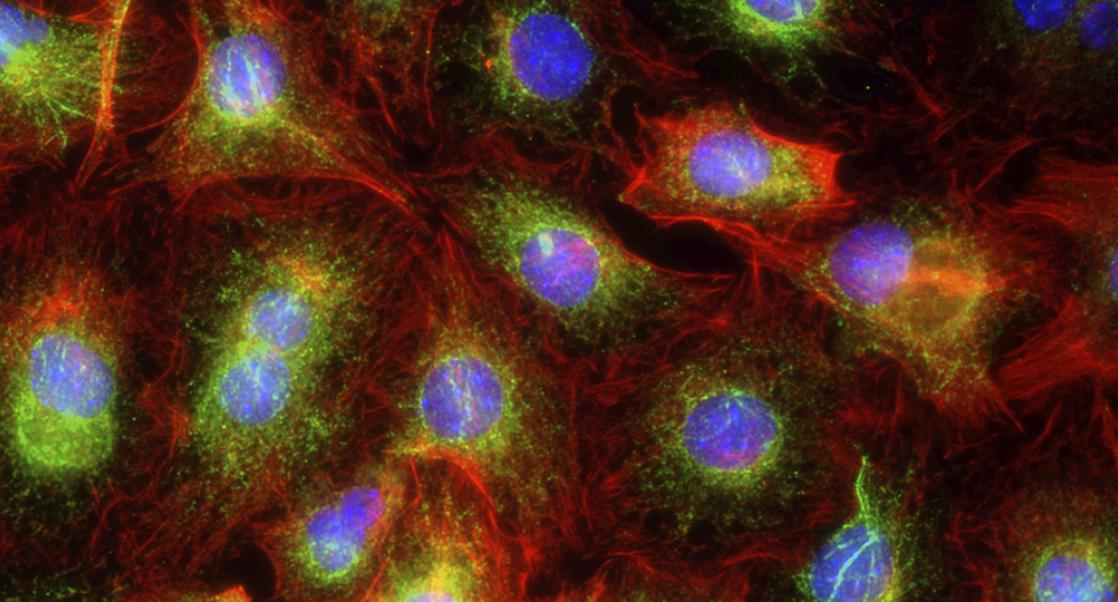 Cell Lines or Animals
