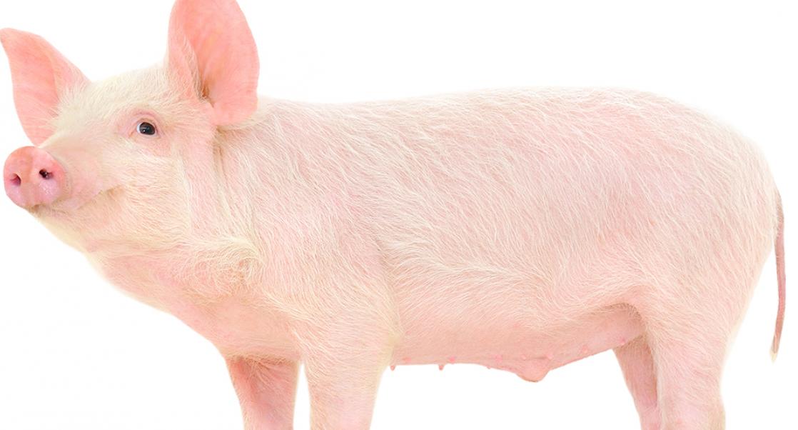 Rethinking the Minipig