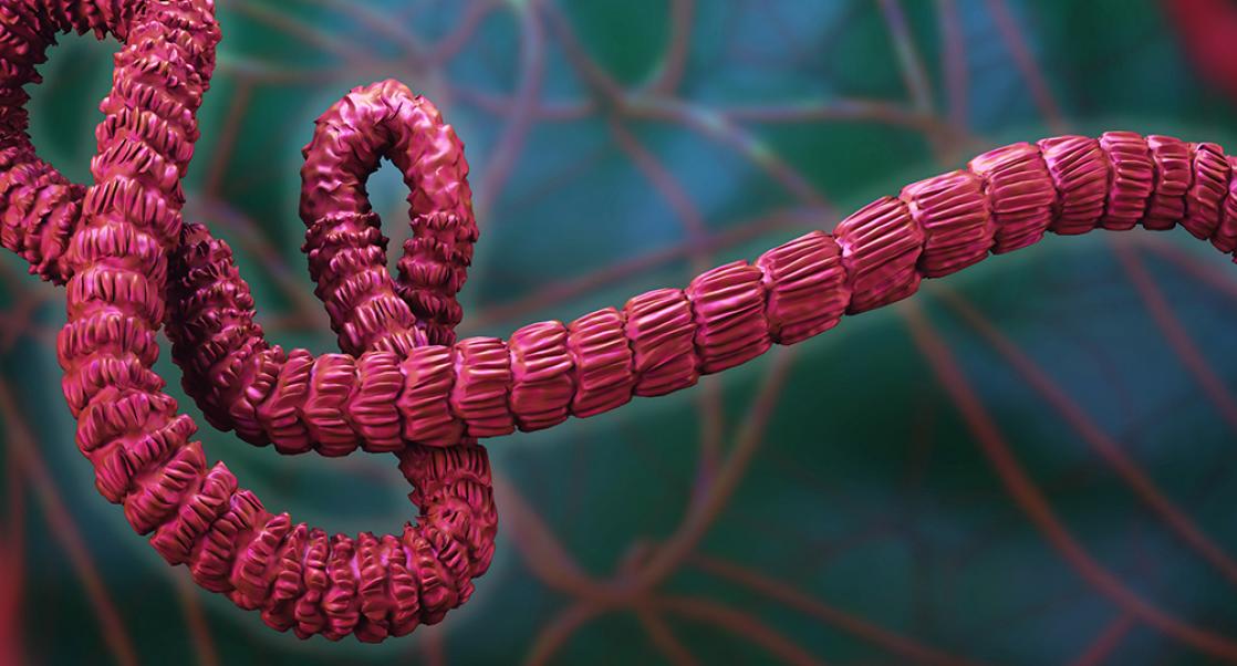 On the Trail of Ebola