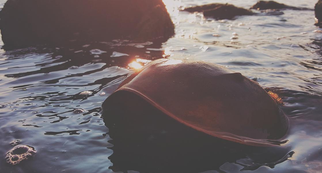 Tales of the Horseshoe Crab