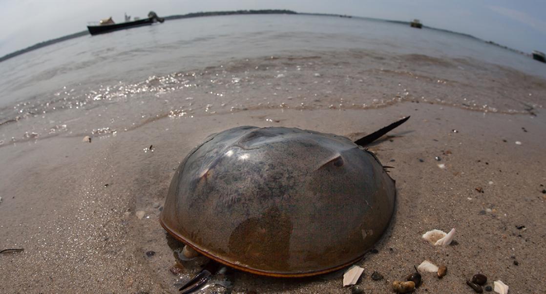 Tracking the Atlantic's Senior Citizen