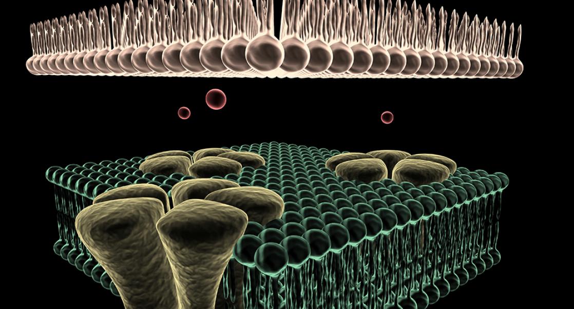 Exploring Ion Channels in Cancer