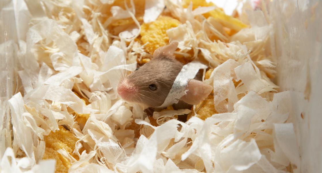 Snug as a Bug in a Rug