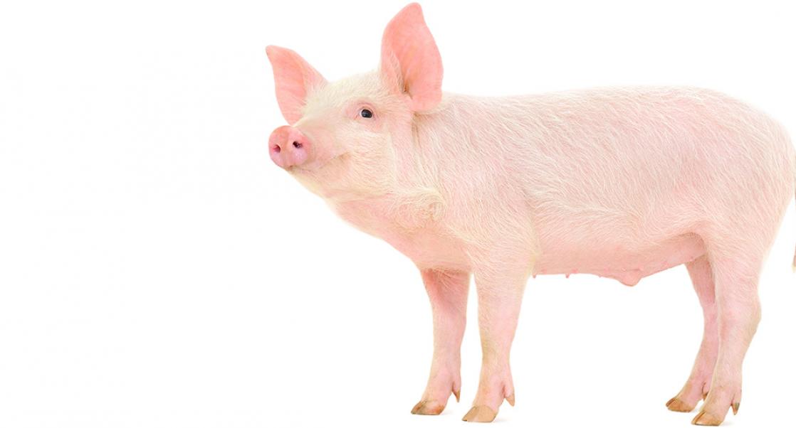 Göttingen minipig for nonclinical safety testing