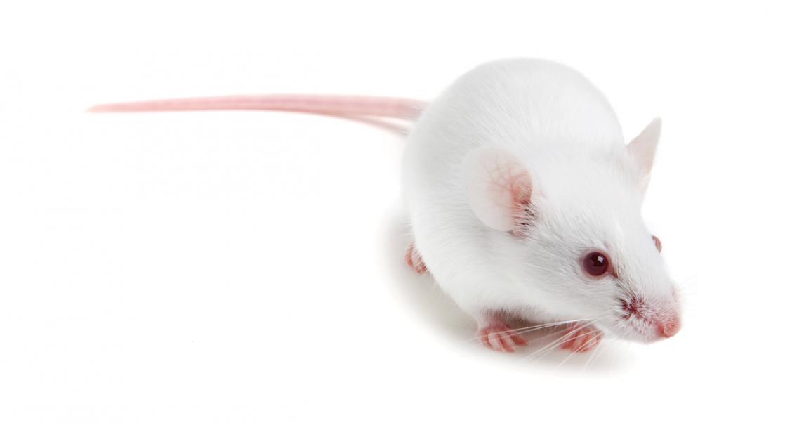 The Utility of Super Immunodeficient Mice