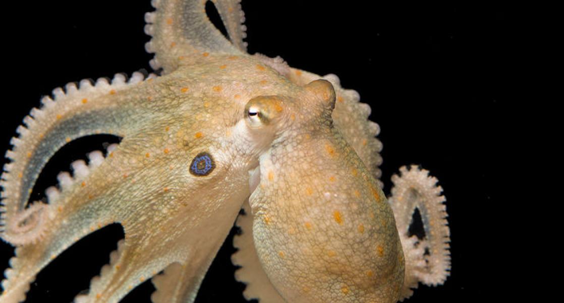 An Octopus Party, Rebuilding the GI System (Abstract Science: Sept. 17-21)