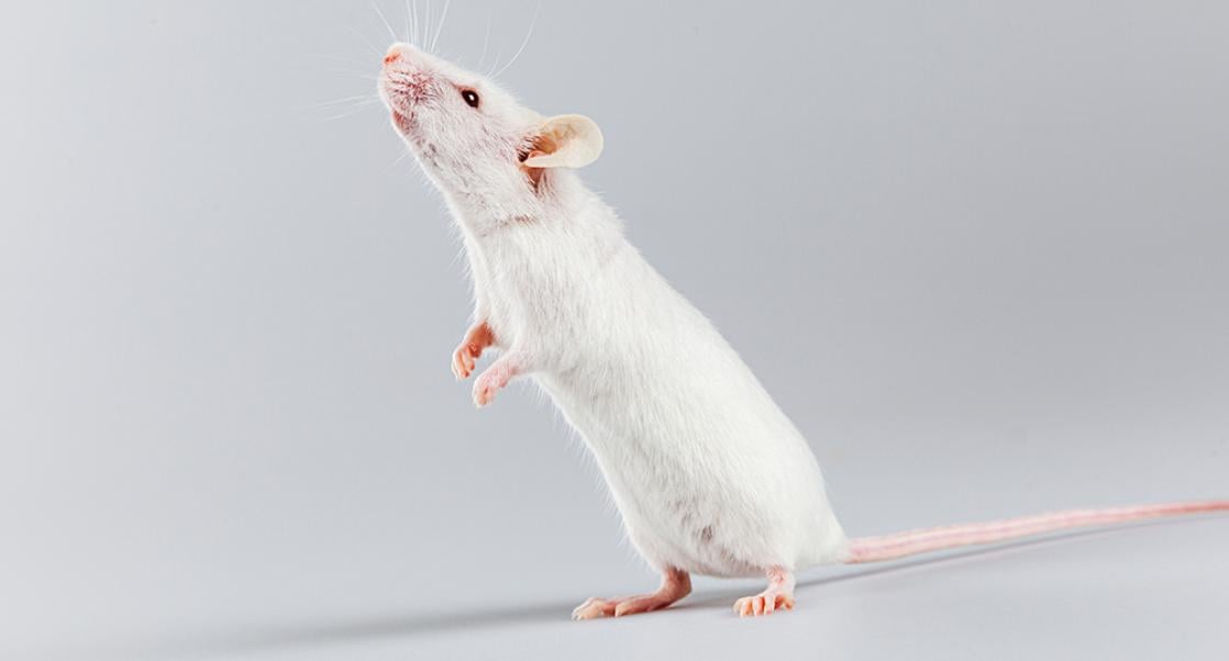 laboratory mouse for CNS research