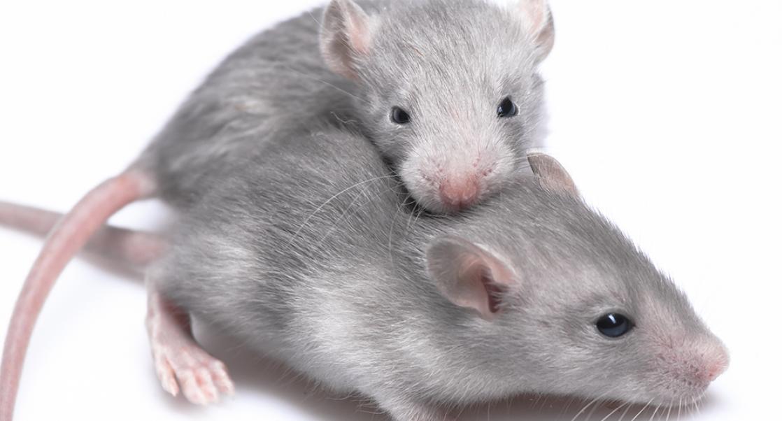 Between 3Rs: How PREPARE Can Reduce Animal Use