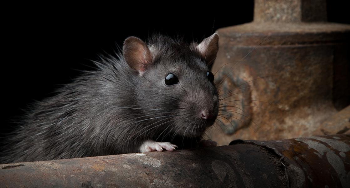 Rat Congestion