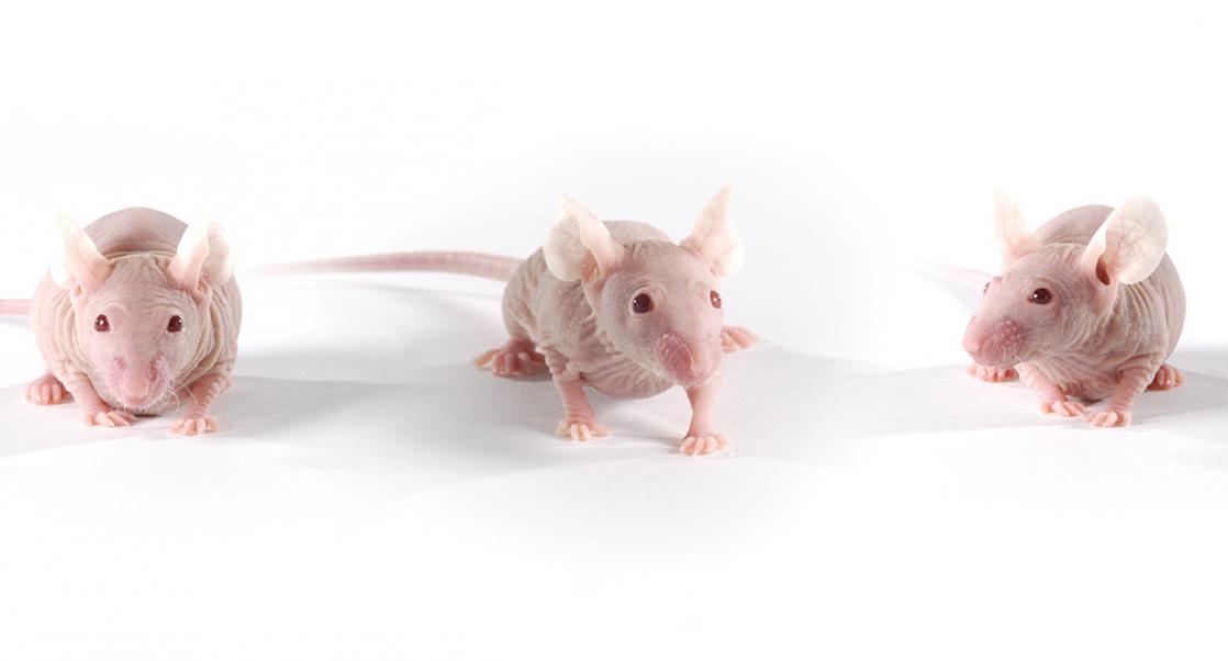 Improving Cancer Drugs with Animal “Avatars”