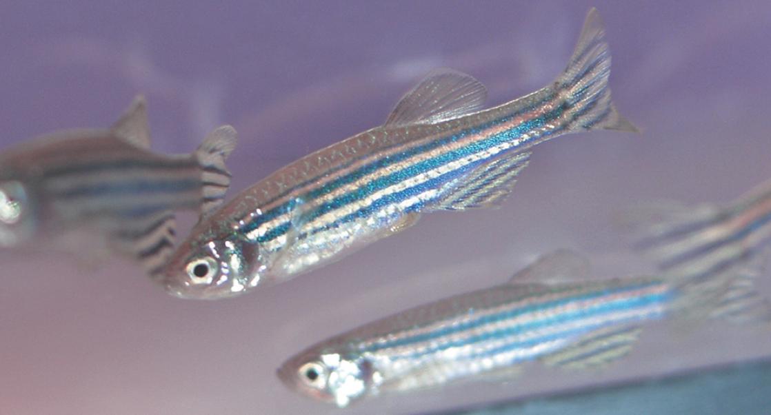 Little Fish Makes Big Splashes in Biomedical Research