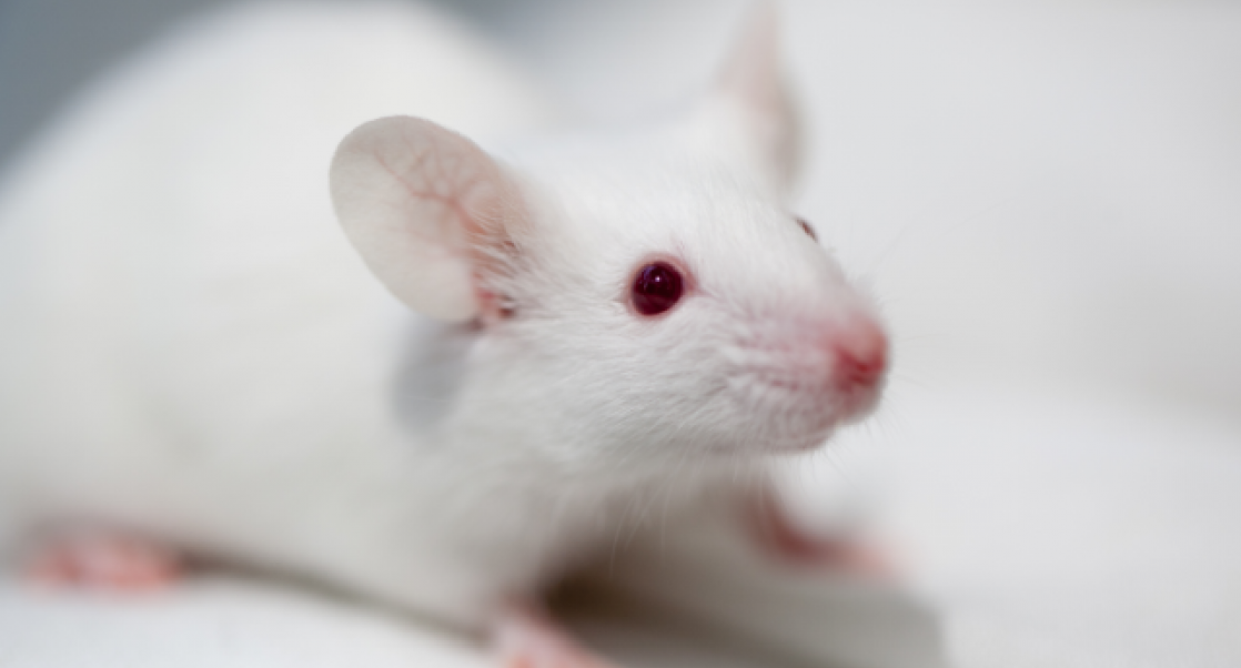 For humanized mouse model video story