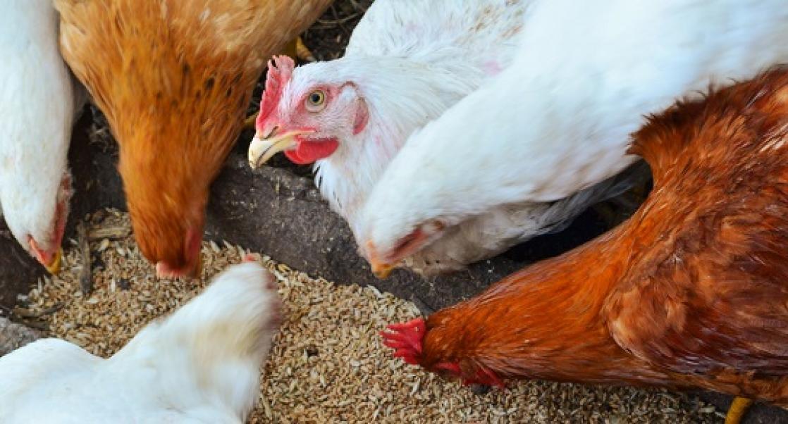 Image of chickens eating.