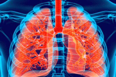 3D Image of Human Respiratory System