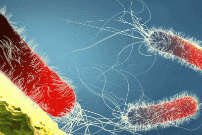 Pseudomonas aeruginosa bacteria 