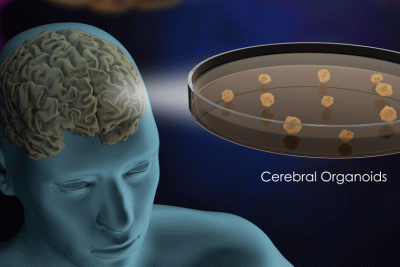 Brain Organoids in a Petri Dish