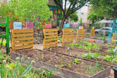 Community Garden where Debbie Letham volunteered. Her sabbatical in a Next-Gen Sequencing lab had surprising applications to this gardening work.