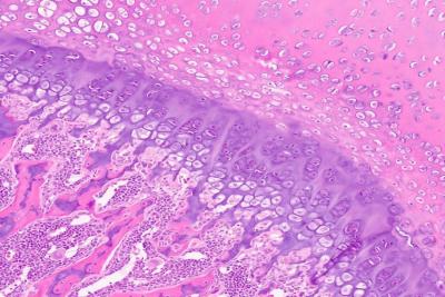 Digital Pathology
