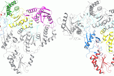 First-of-its-kind crystal structure of endogenous retroviral protein