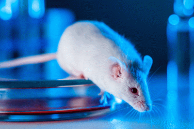 Research mouse in a laboratory.
