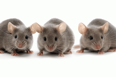 Three research mice. Reducing mice with alternative to MAP assay.