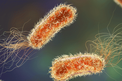 Pseudomonas aeruginosa 