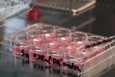 Stem Cell Culture in a Laboratory