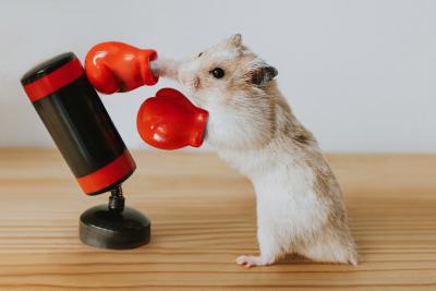 Boxing hamster