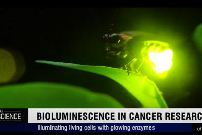 Bioluminescence in oncology research