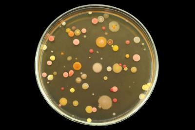Agar plate