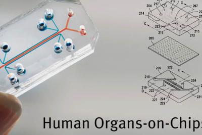 Organ-on-a-chip technology