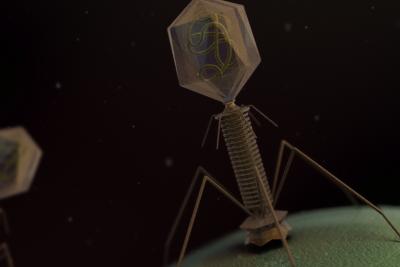 Neglected Players in Microbiome Research