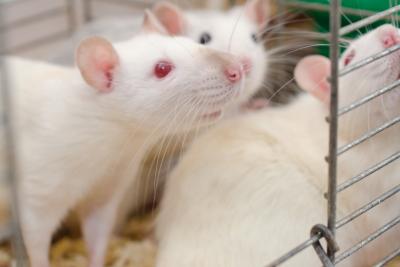 Lab Rats in a cage