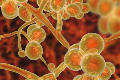 Candida auris: A Dangerous Fungus Among Us