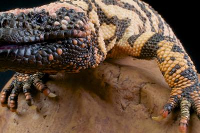 Snake and Spider Venom Also Help Save Lives