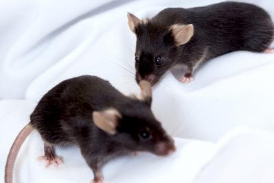 Between 3Rs: Do New Gene Editing Tools Mean Fewer Animals?