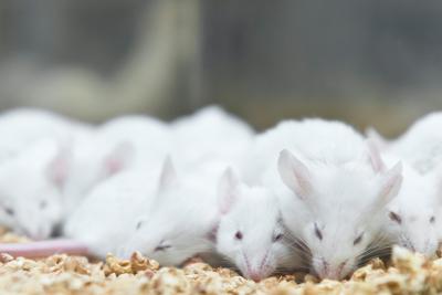 Between 3Rs: Refining the Housing Experience for Lab Mice