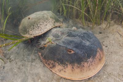 The LAL Industry’s Remarkable Stewardship of Horseshoe Crabs