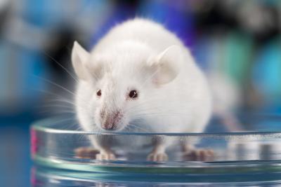 A Giant Step for the Field of Developmental Toxicology