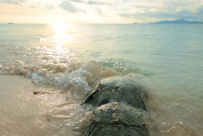 Horseshoe Crabs Stock Status: Sustainable, Flourishing in Southeast