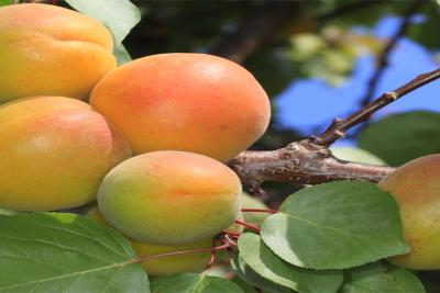Sowing the Seeds of Food Safety