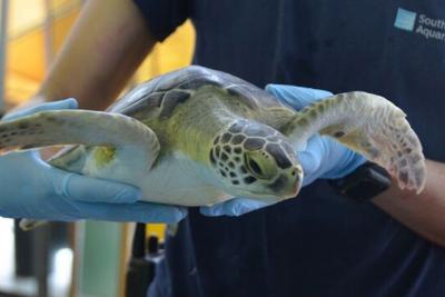 Saving Sea Turtles: Zazu’s Second Chance at Survival