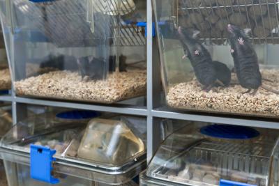 Between 3Rs: Improving Animal Welfare through Public Policy