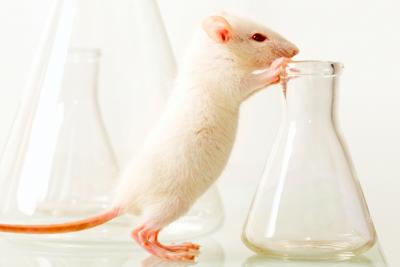 Between 3Rs: Alternatives to Animals for Training Purposes