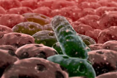 You Say Odoribacter, I Say… Bacillus?
