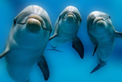 Nature’s Miracles in our Midst