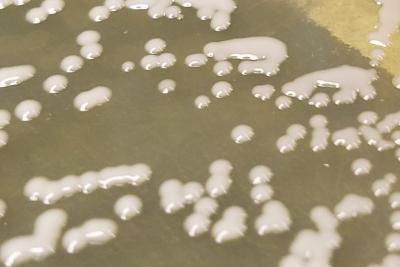 The Synonyms of Bacterial Strains